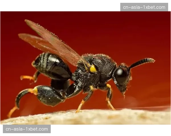 分析：辛纳的蒙特卡洛胜利标志其已完全适应顶尖红土竞争